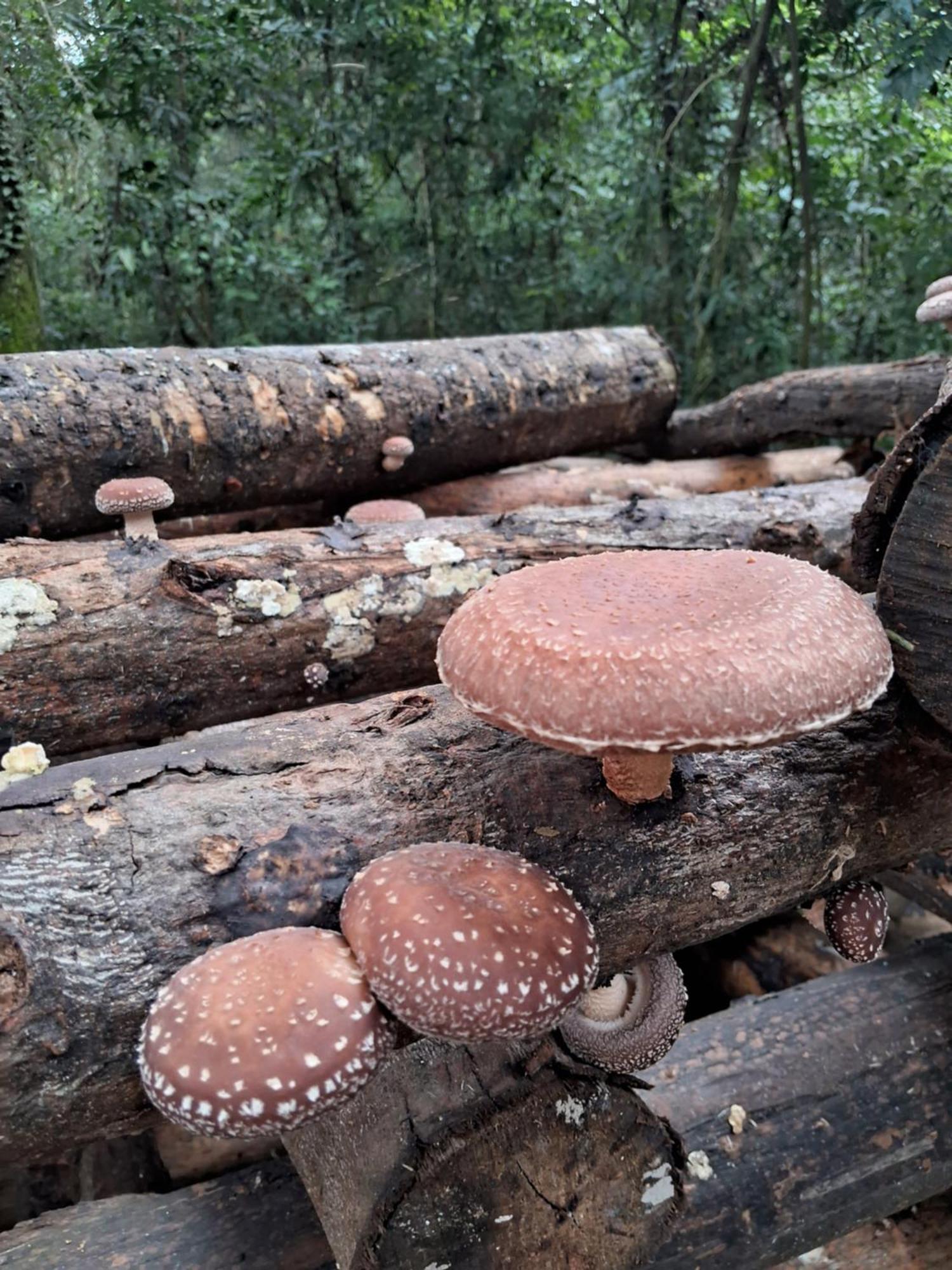 Ecopousada - Sitio Aborigene