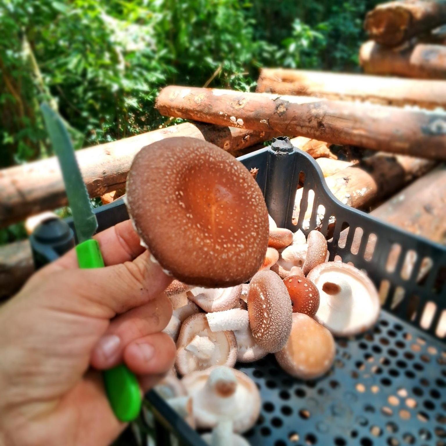 Ecopousada - Sitio Aborigene Sao Lourenco do Oeste
