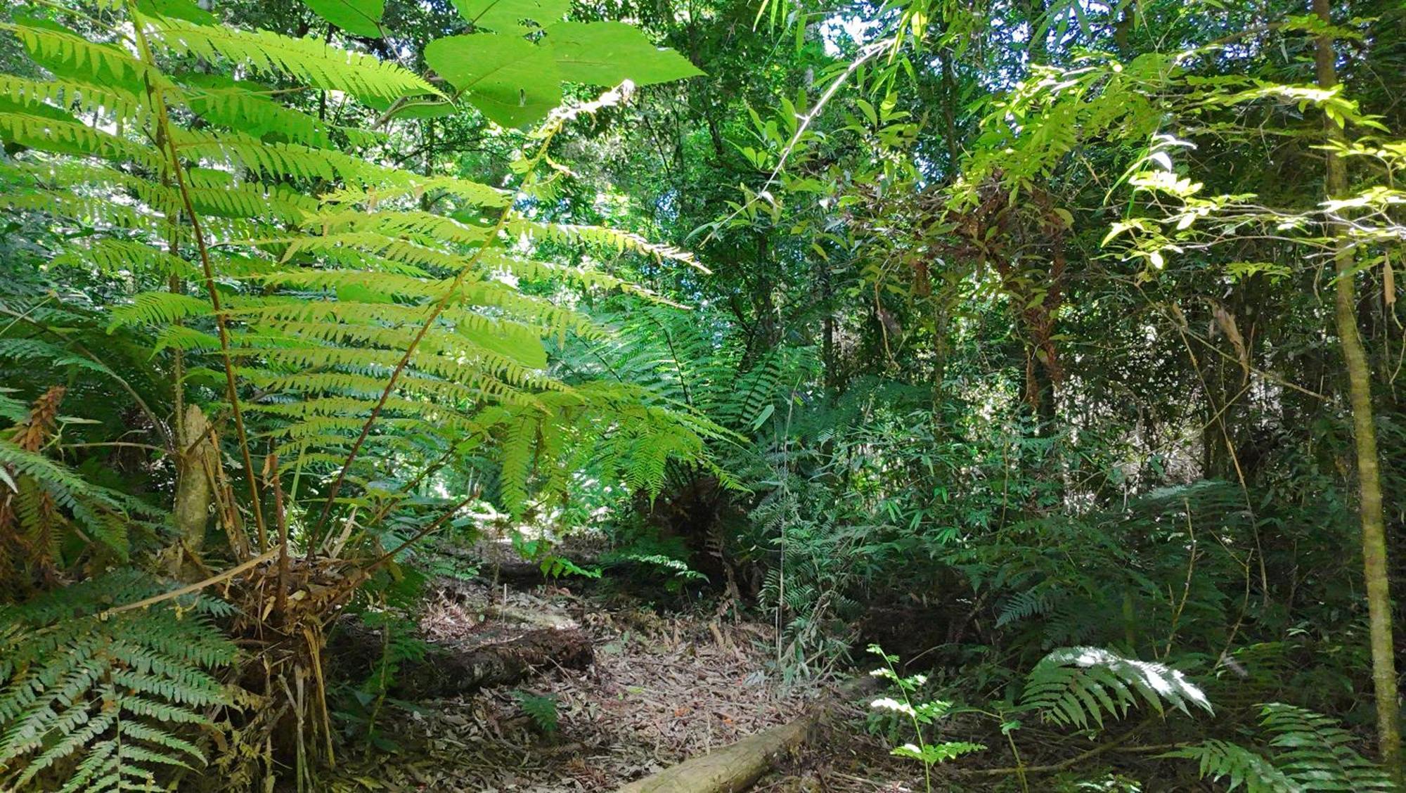 Ecopousada - Sitio Aborigene * Sao Lourenco do Oeste